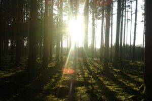 forest clearing, Sun rays, Tree bark, Sky, Forest, Theme parks