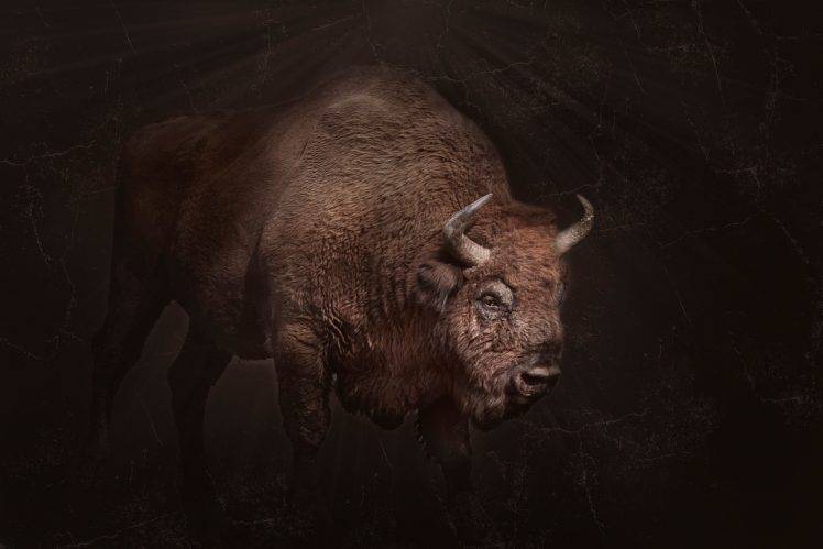 bison, Animals HD Wallpaper Desktop Background