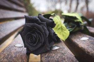 rose, Black, Bench, Nature, Blurred, Trees