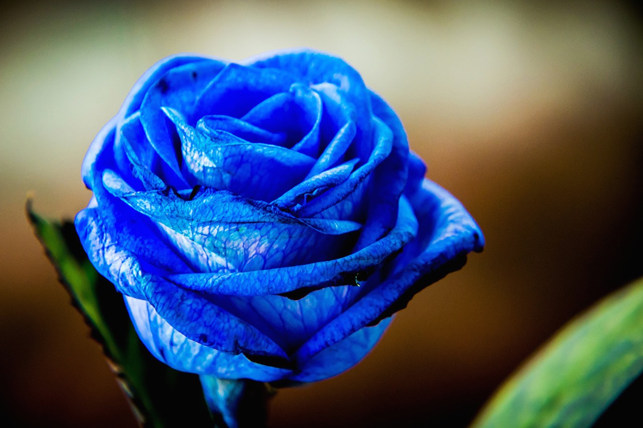 rose, Blue, Blue flowers, Blurred Wallpapers HD / Desktop and Mobile