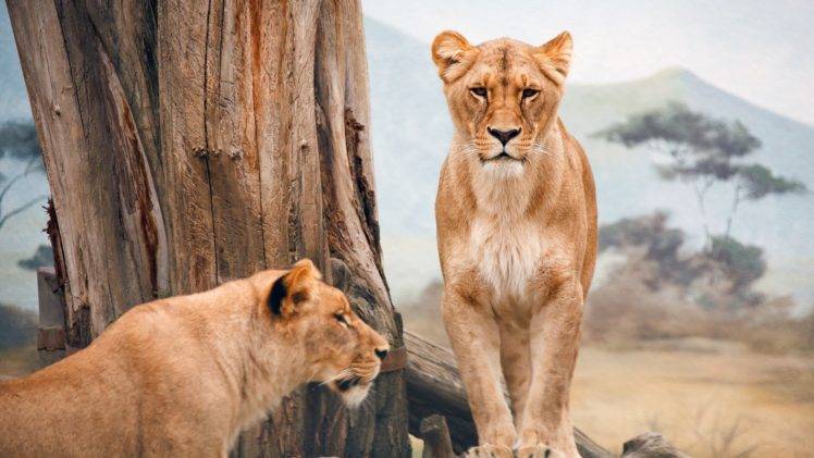 nature, Animals, Lion, Big cats HD Wallpaper Desktop Background