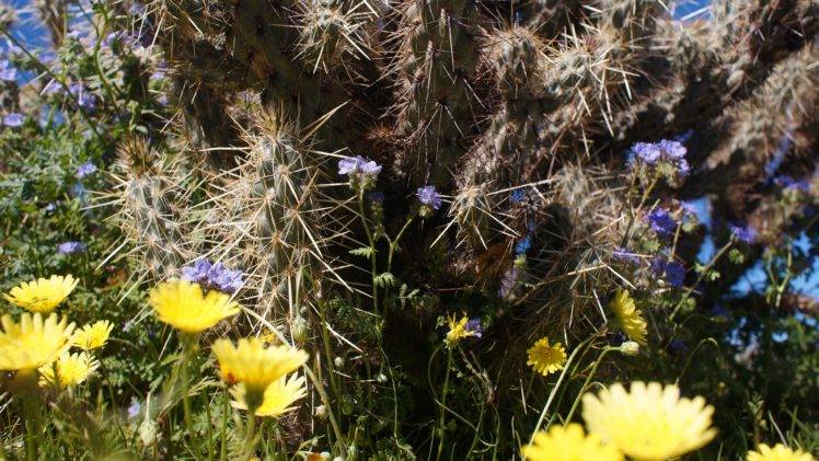 desert, Blue flowers, Cactus HD Wallpaper Desktop Background