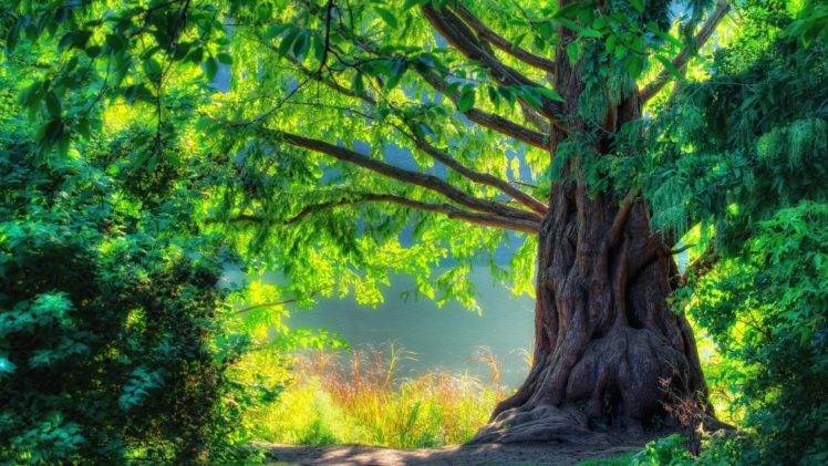 trees, Nature, Leaves, River, Plants, Wood HD Wallpaper Desktop Background