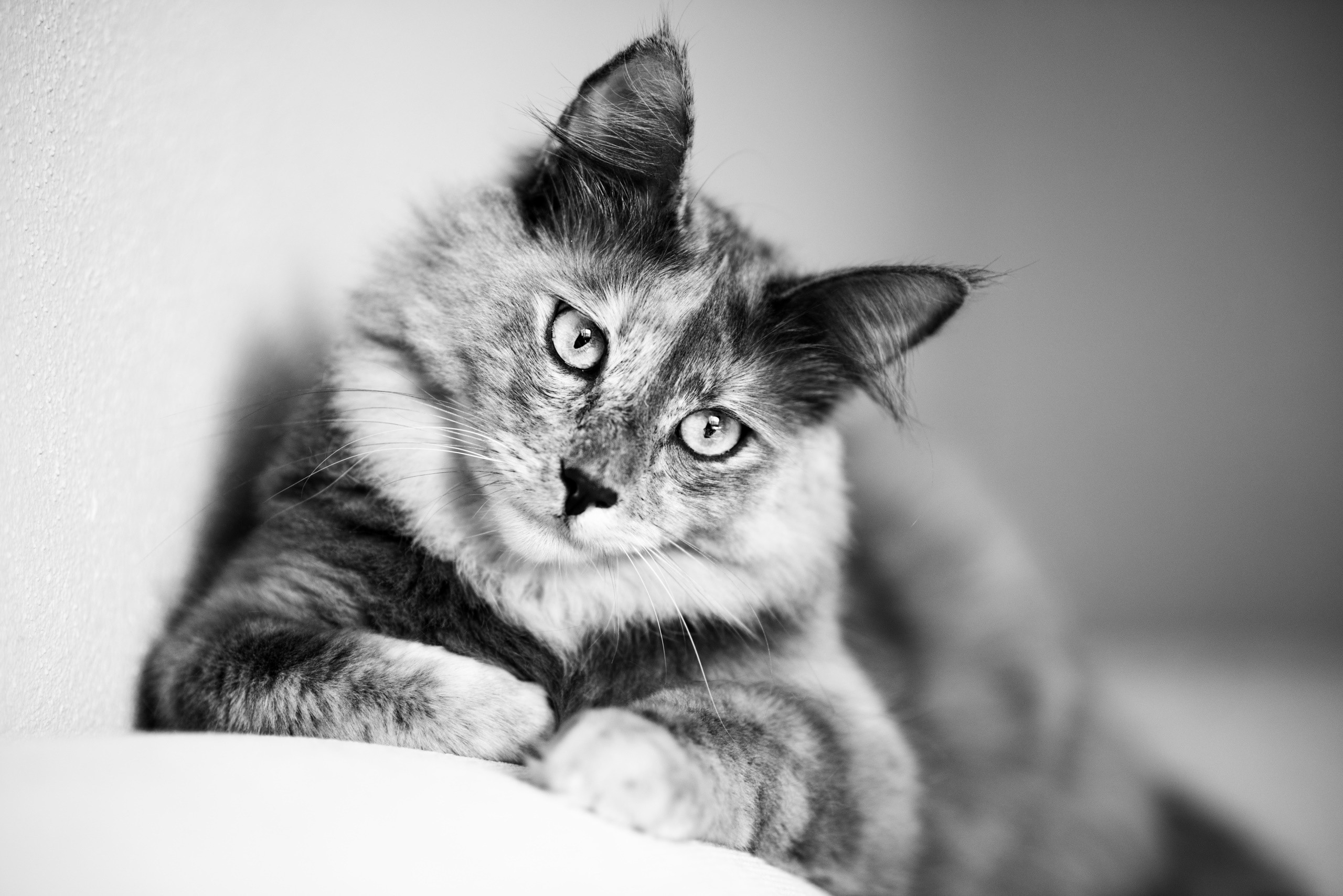 animals, Cat, Monochrome Wallpaper