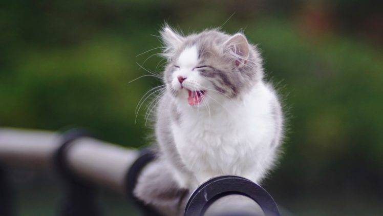 kittens, Animals, Cat HD Wallpaper Desktop Background