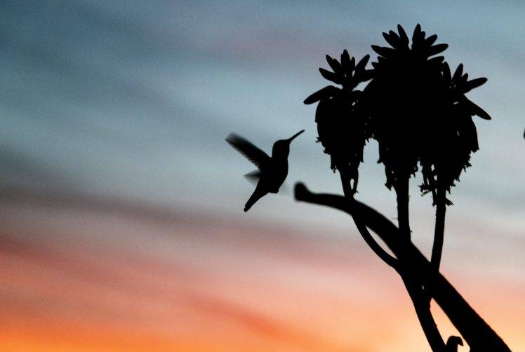 nature, Animals, Birds, Sunset, Colibri (bird) HD Wallpaper Desktop Background