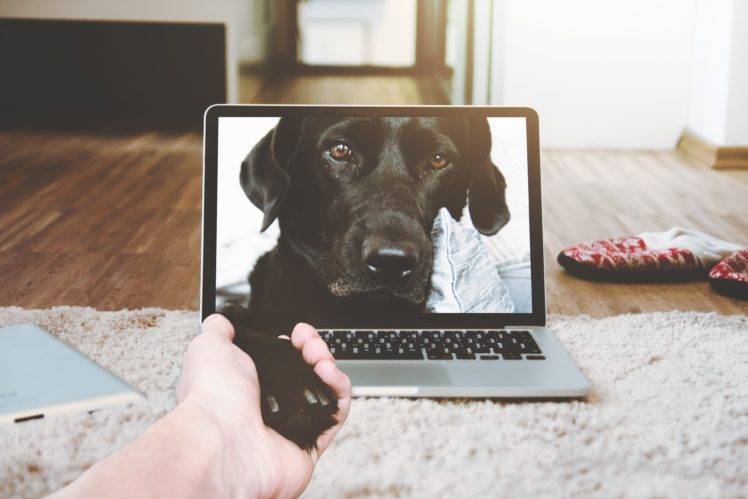 hands, Animals, Electronic, Dog, Indoors, Mac book, Computer, Laptop, Keyboards HD Wallpaper Desktop Background