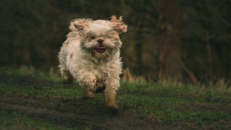 running, Outdoors, Animals, Dog HD Wallpaper Desktop Background