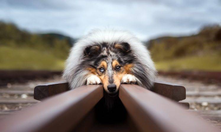 outdoors, Railway, Dog, Animals HD Wallpaper Desktop Background