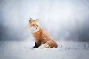fox, Animals, Snow