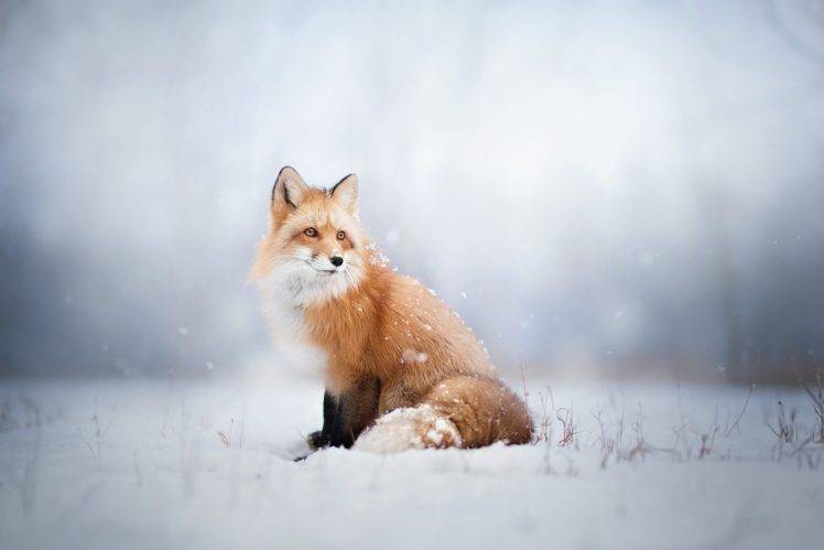 fox, Animals, Snow HD Wallpaper Desktop Background