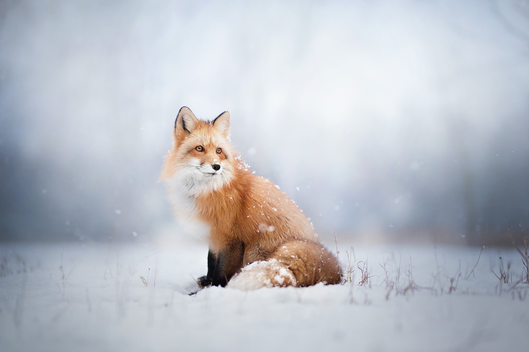 fox, Animals, Snow Wallpapers HD / Desktop and Mobile ...