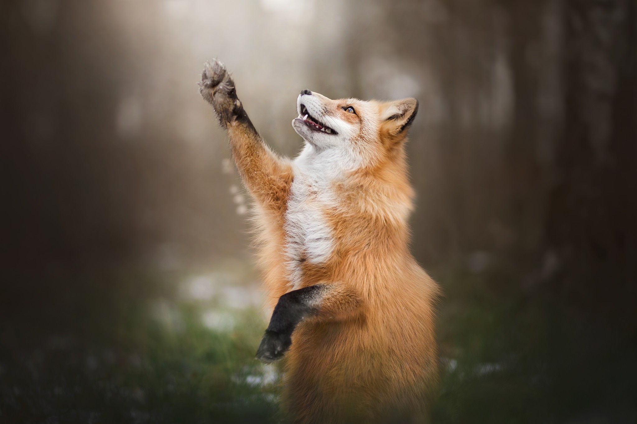 природа животные лис nature animals Fox скачать