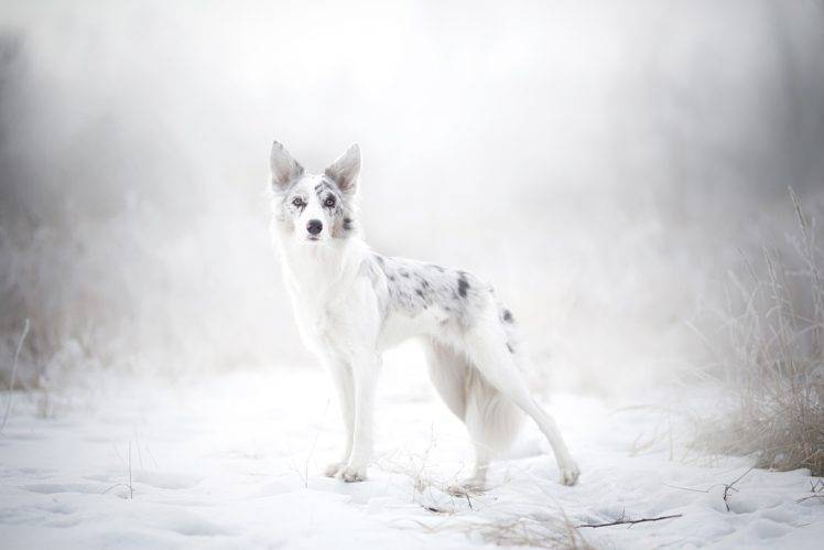 dog, Animals, Nature HD Wallpaper Desktop Background