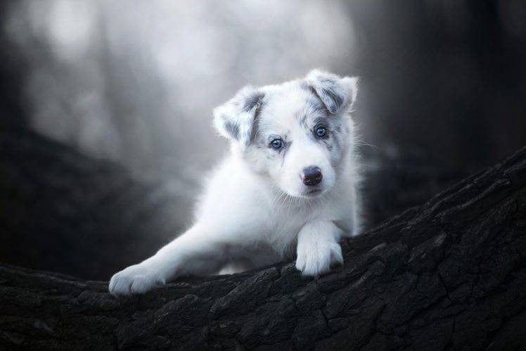 dog, Puppies, Animals, Nature HD Wallpaper Desktop Background