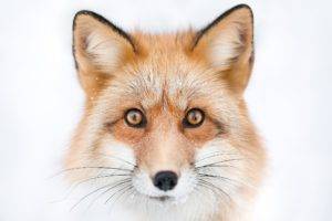 fox, Animals, Nature