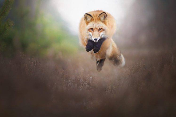 fox, Animals, Nature, Wildlife HD Wallpaper Desktop Background