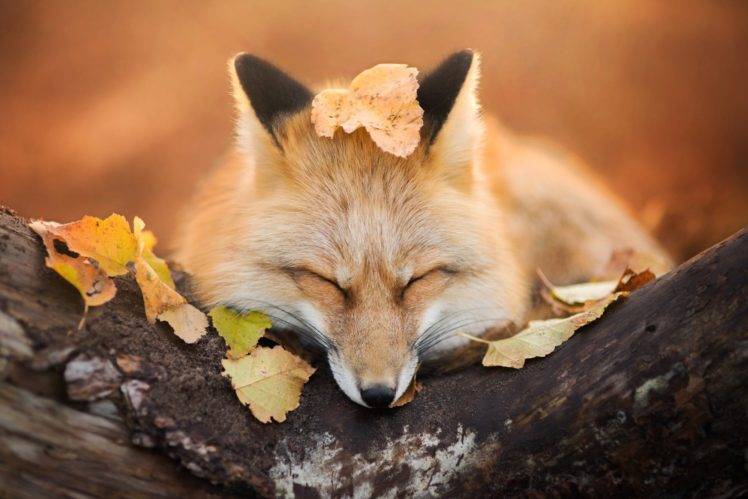 fox, Animals, Nature, Wildlife HD Wallpaper Desktop Background