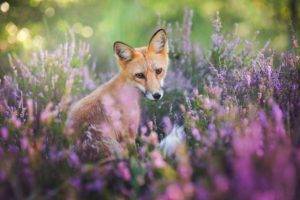 fox, Animals, Nature, Wildlife