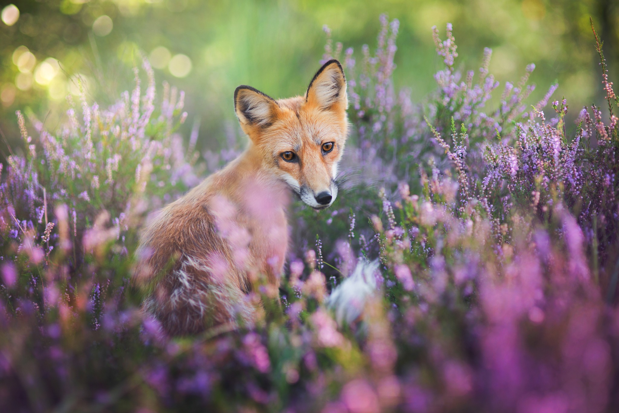 fox, Animals, Nature, Wildlife Wallpaper