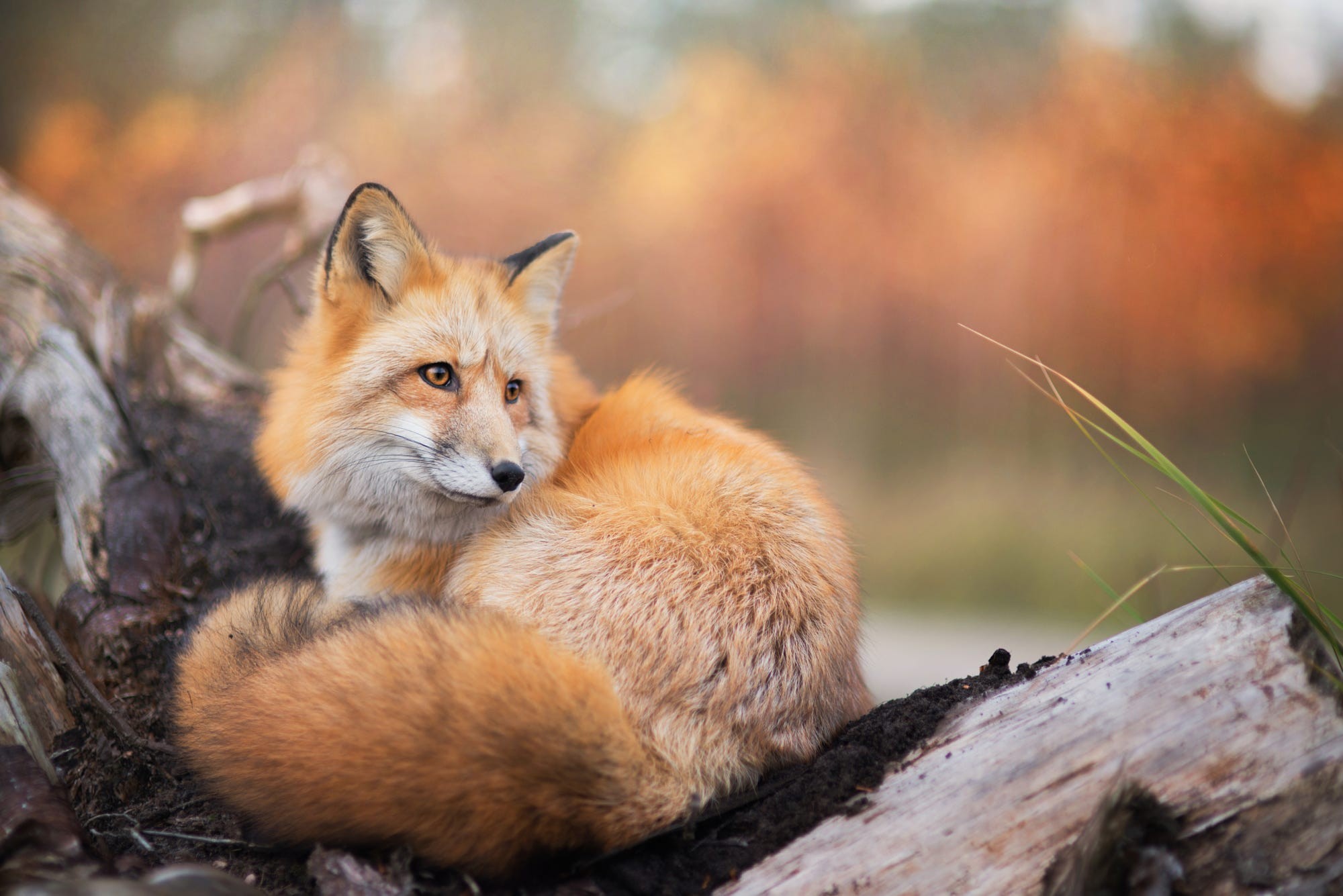 fox, Animals, Nature, Wildlife Wallpaper