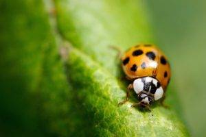 ladybugs, Nature, Bug, Insect, Macro, Green, Leaves