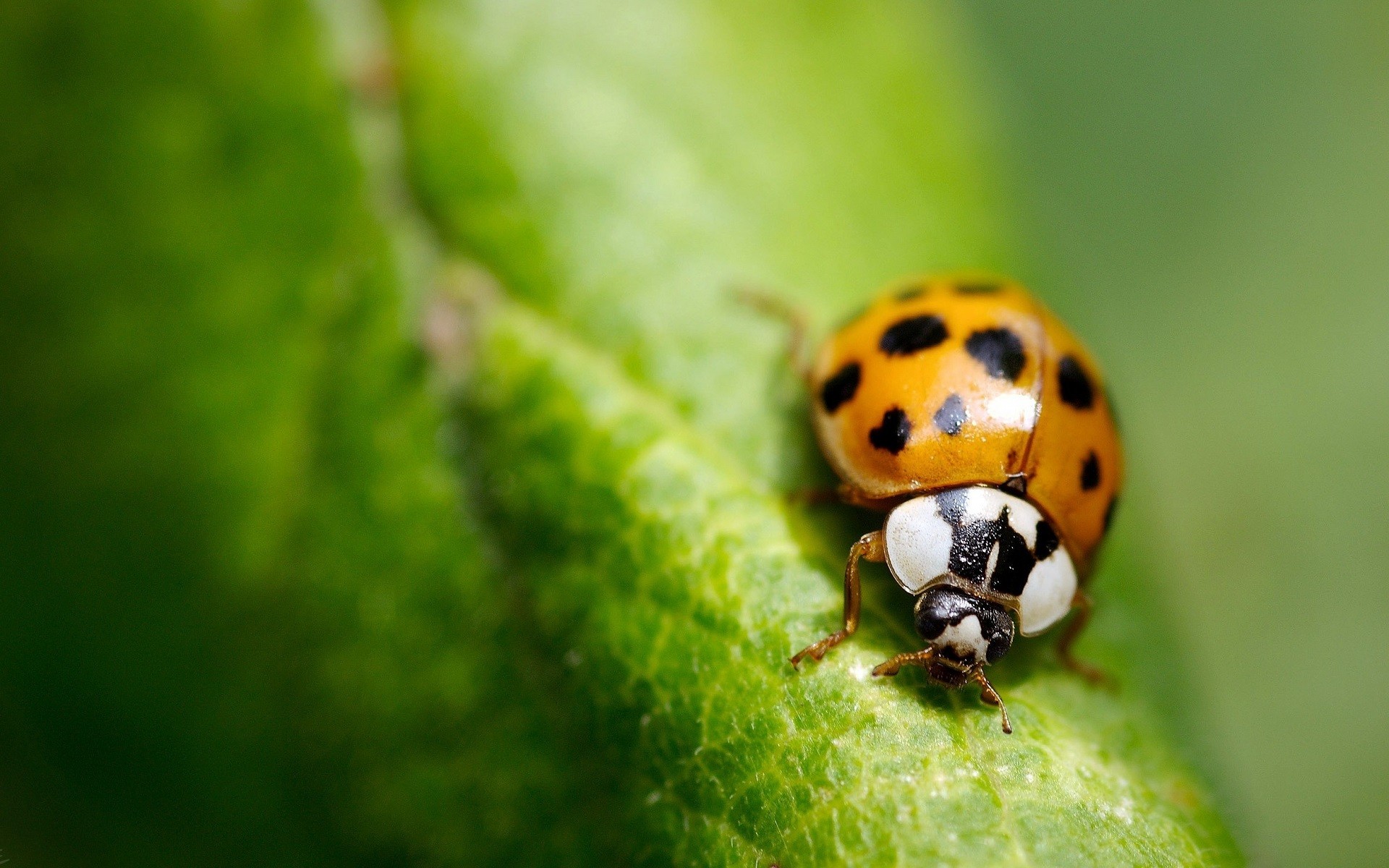 ladybugs, Nature, Bug, Insect, Macro, Green, Leaves Wallpaper