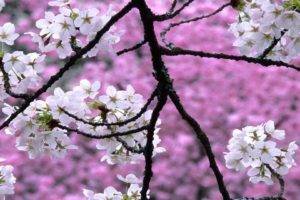 cherry blossom, Landscape, Closeup, Pink, Branch
