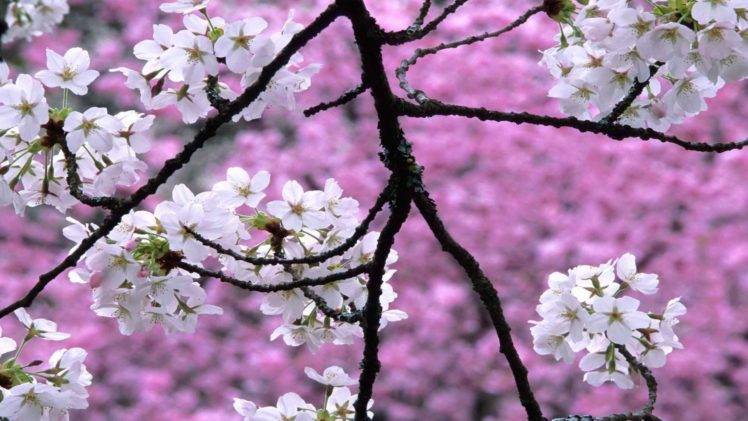 cherry blossom, Landscape, Closeup, Pink, Branch HD Wallpaper Desktop Background