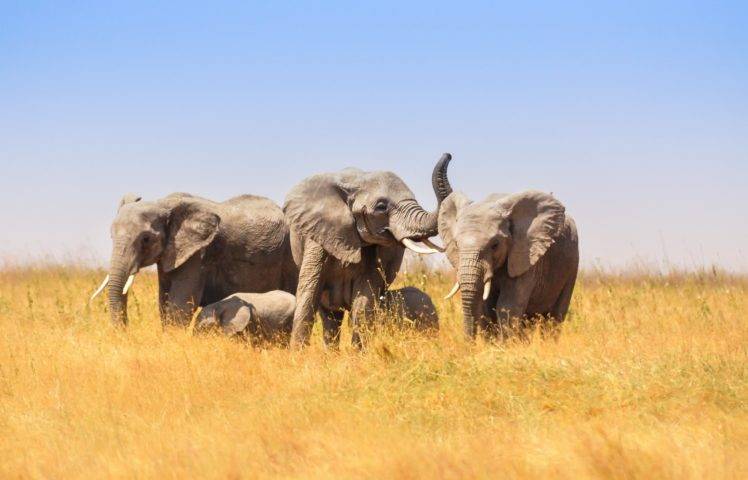 animals, Landscape, Nature, Elephant HD Wallpaper Desktop Background