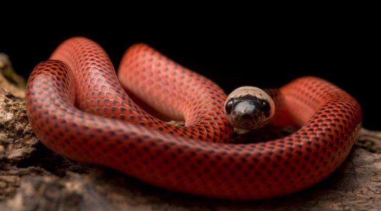 Black Collared Snake, Snake, Animals, Reptiles HD Wallpaper Desktop Background