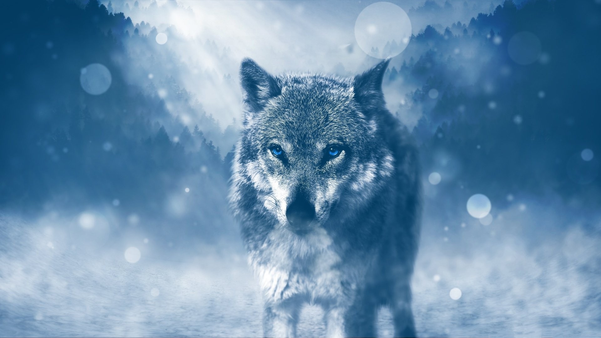 wolf Wallpaper