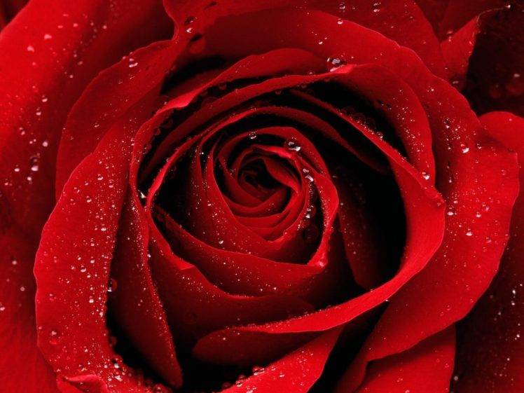 rose, Red flowers HD Wallpaper Desktop Background