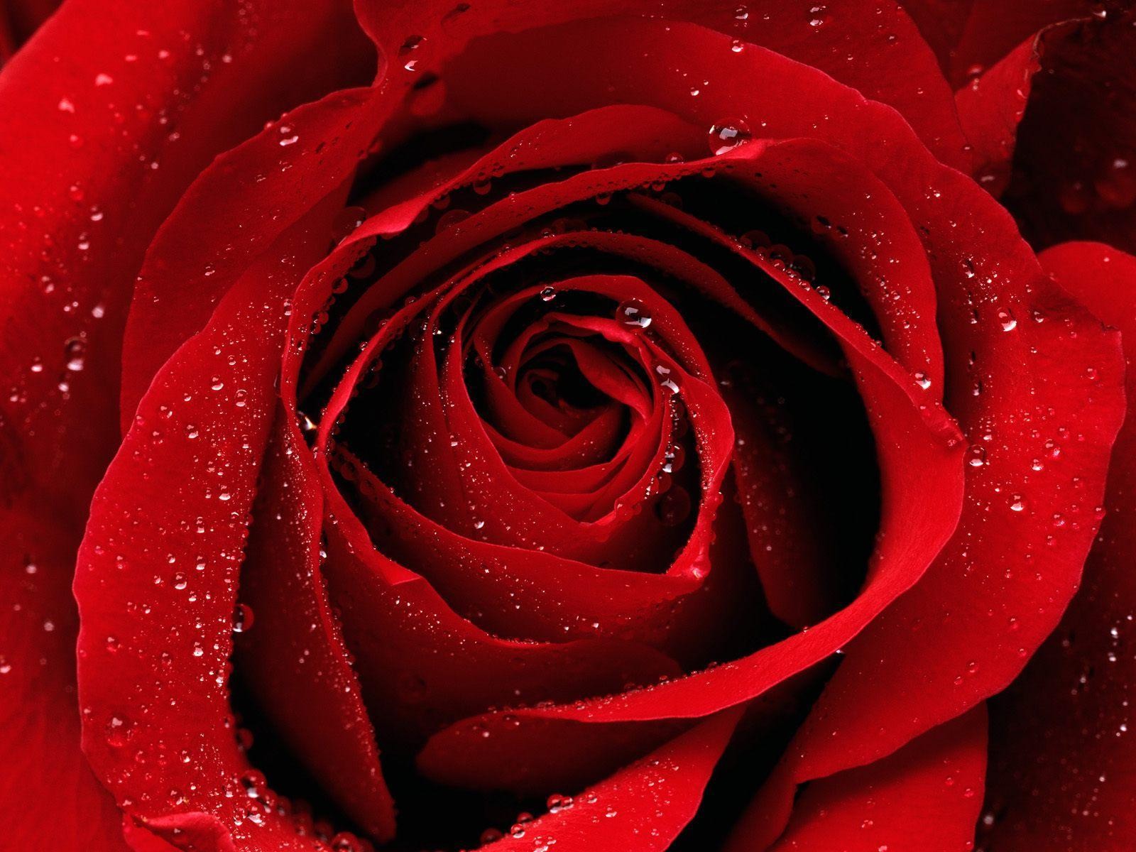 rose, Red flowers Wallpaper