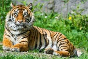 tiger, Animals, Big cats, Nature