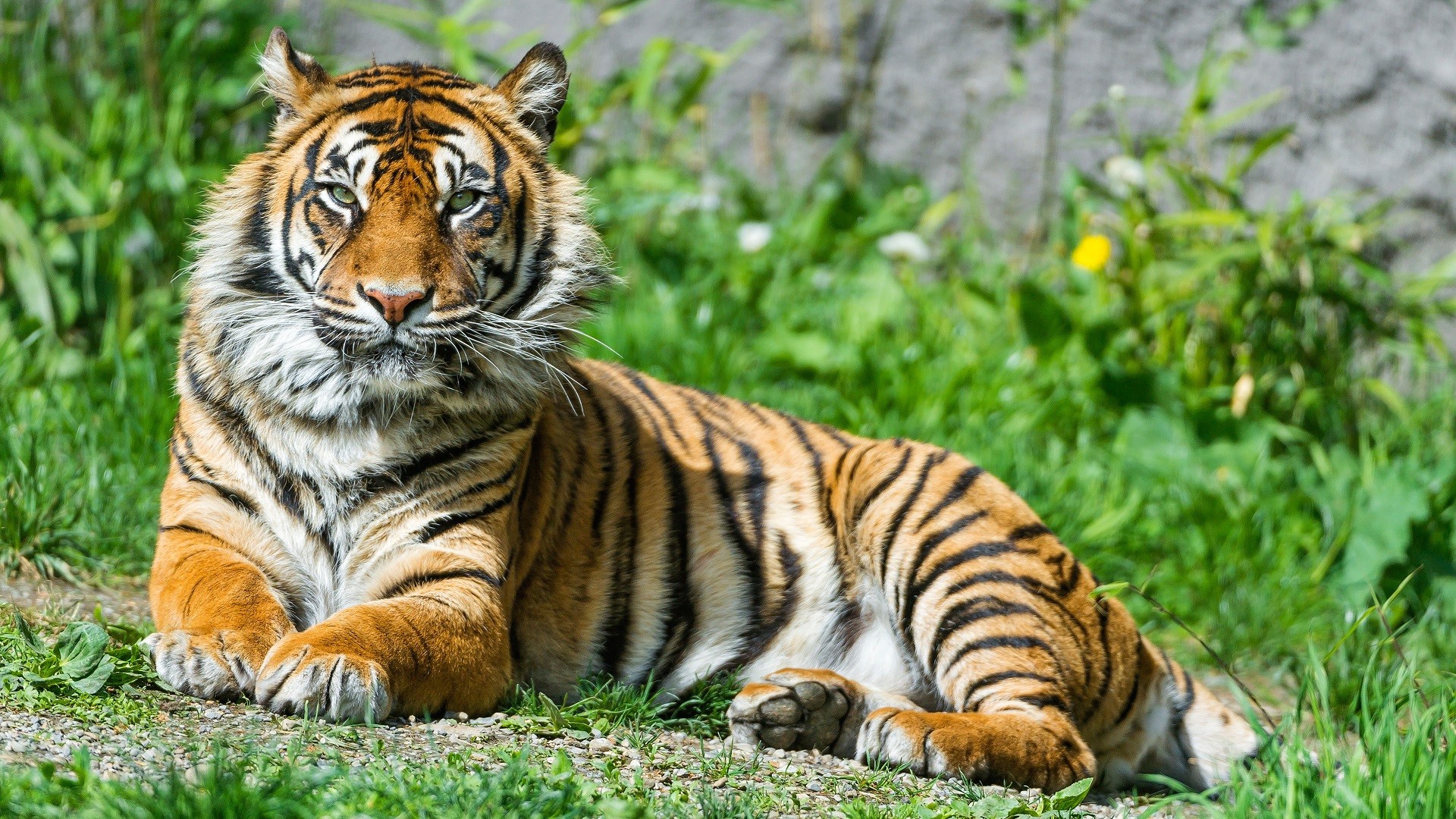 tiger, Animals, Big cats, Nature Wallpaper