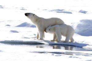 polar bears, Arctic, Nature, Bears, Animals