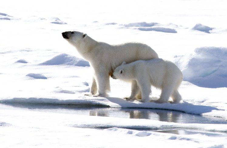 polar bears, Arctic, Nature, Bears, Animals HD Wallpaper Desktop Background