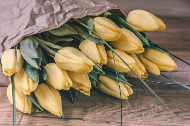flowers, Plants, Tulips HD Wallpaper Desktop Background