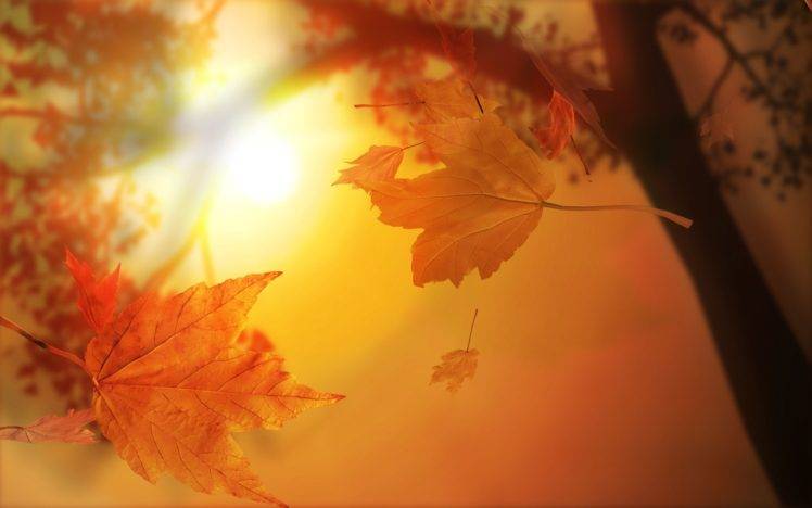 nature, Fall HD Wallpaper Desktop Background