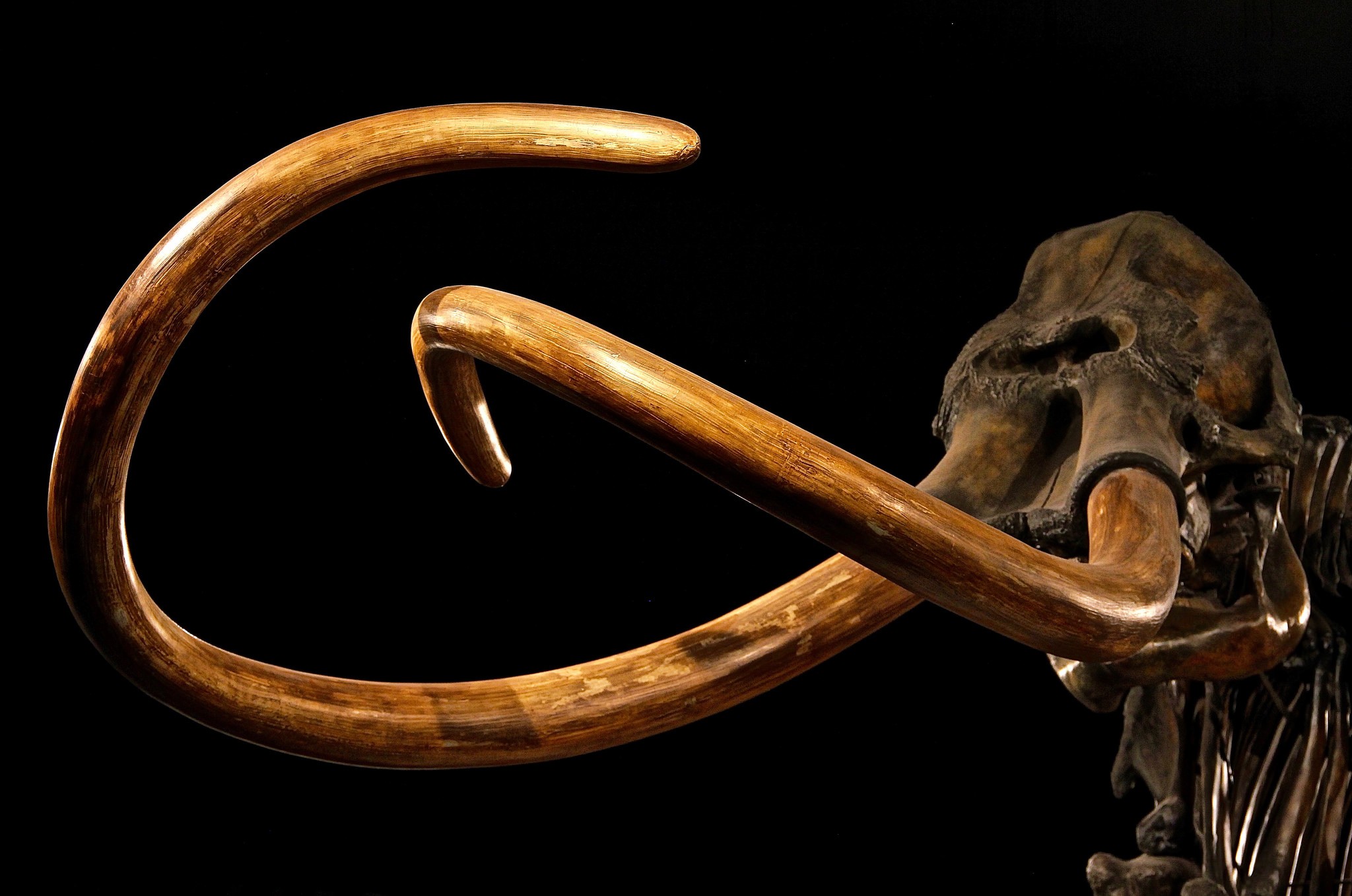 black background, Skeleton, Mammoths, Animals, Mastadon Wallpaper