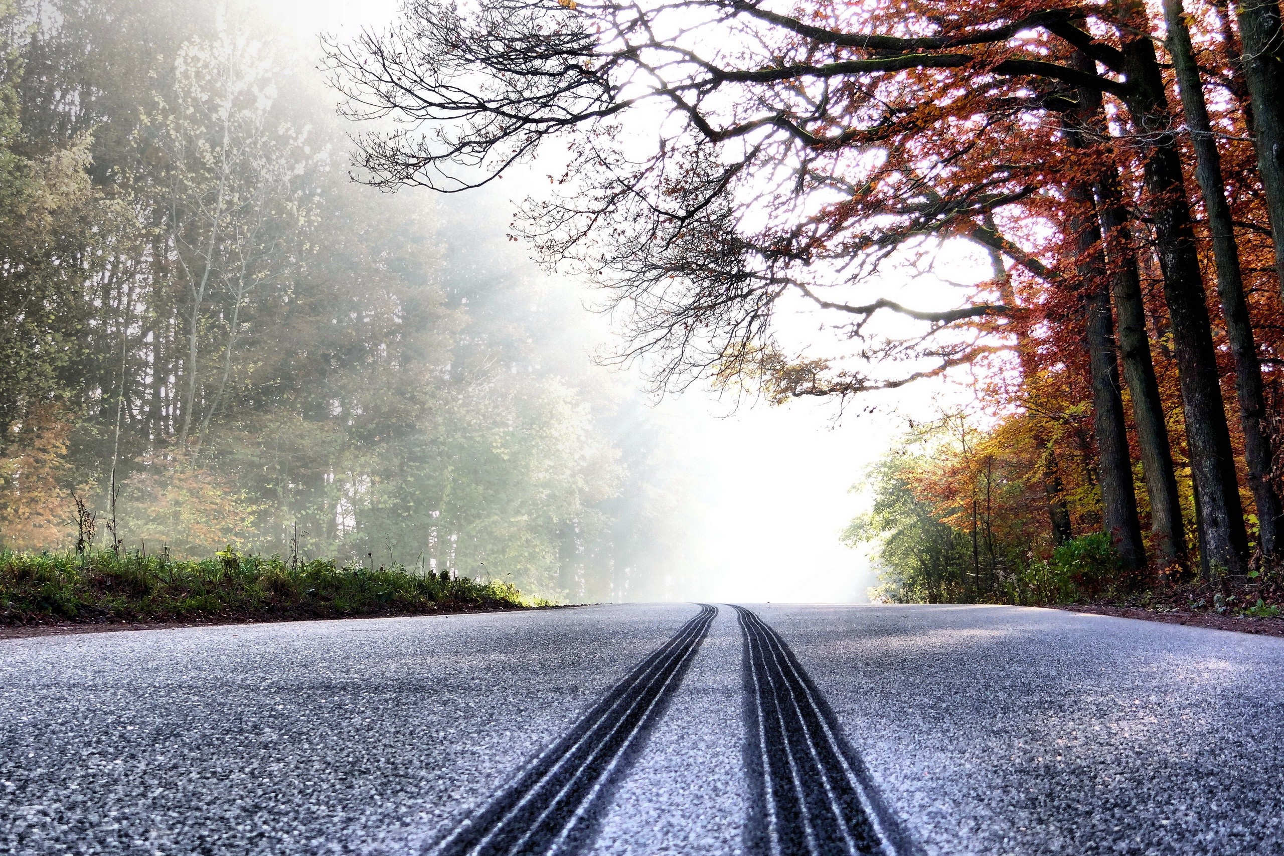 road, Asphalt, Trees, Tire tracks, Sun rays Wallpaper