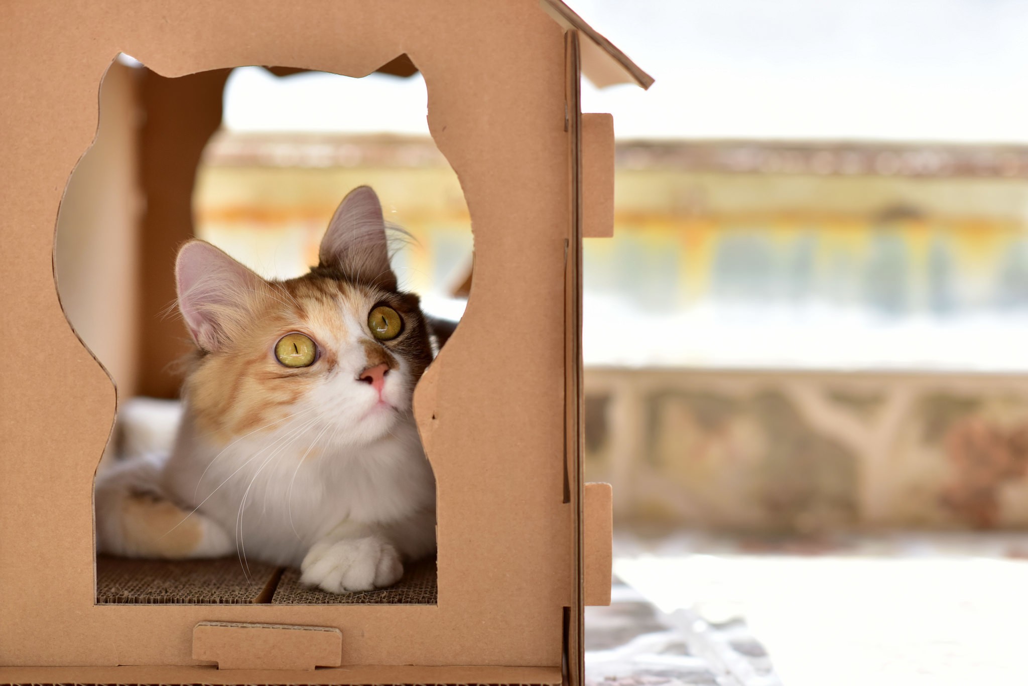 cat, Animals Wallpaper