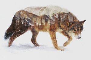 wolf, Animals, Nature, Landscape, Photo manipulation, Double exposure, Snow