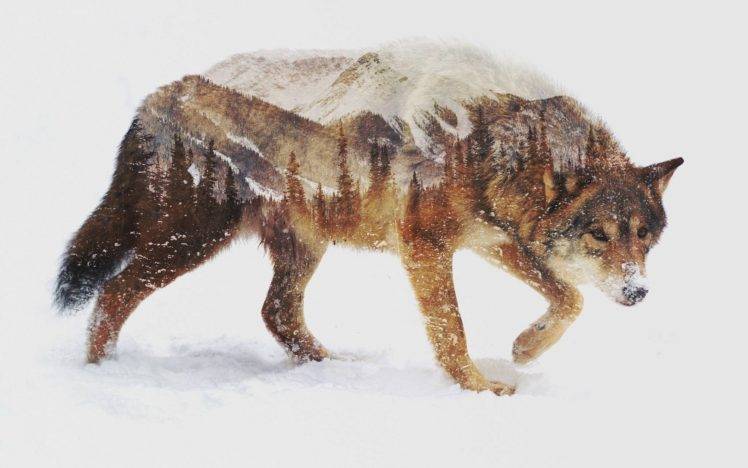wolf, Animals, Nature, Landscape, Photo manipulation, Double exposure, Snow HD Wallpaper Desktop Background