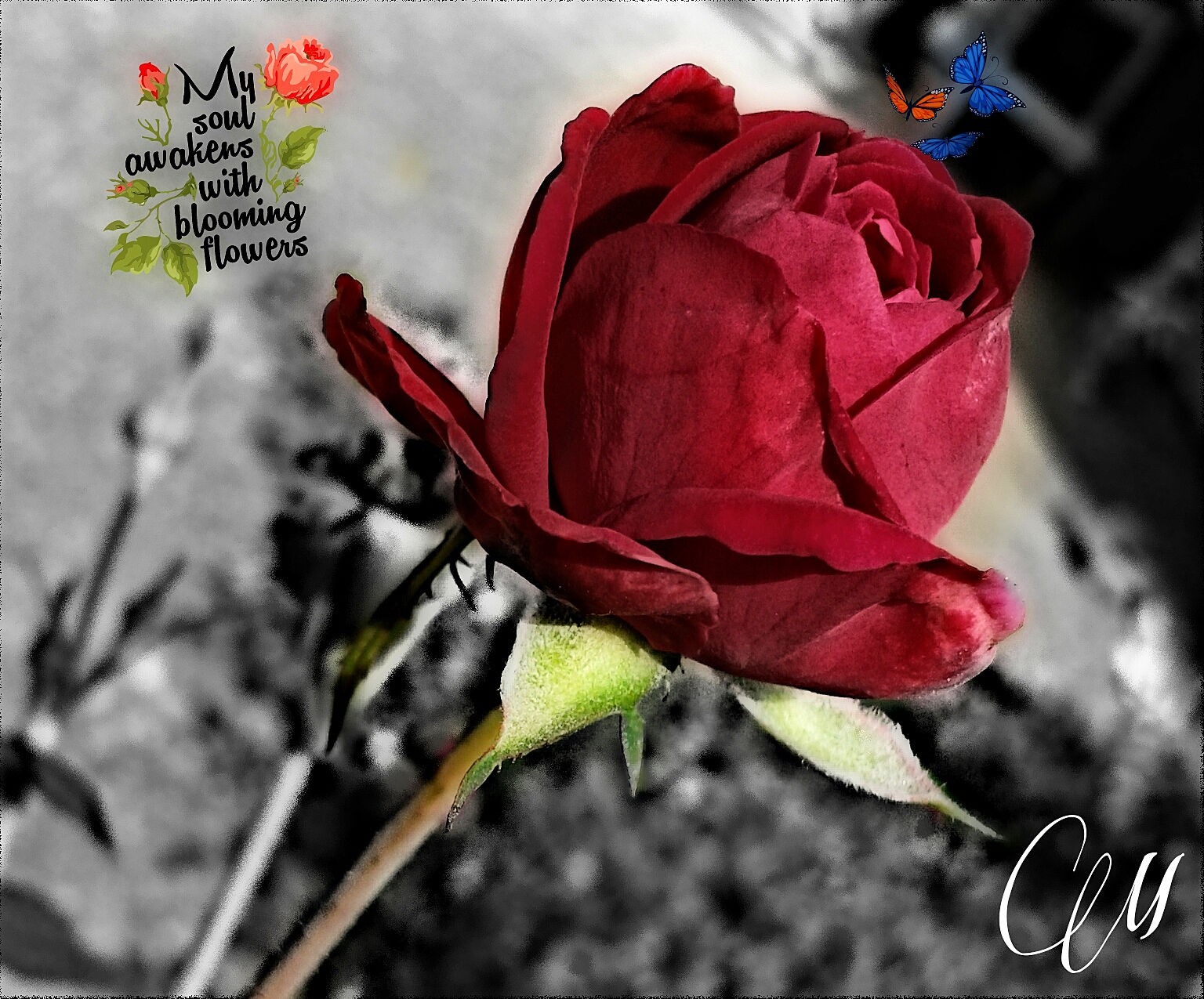 rose Wallpaper