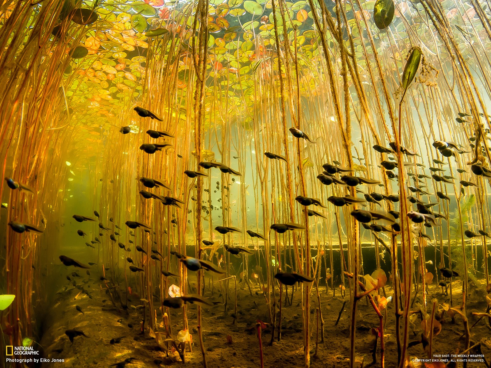 Tadpoles Wallpaper