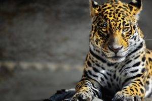leopard, Jaguars