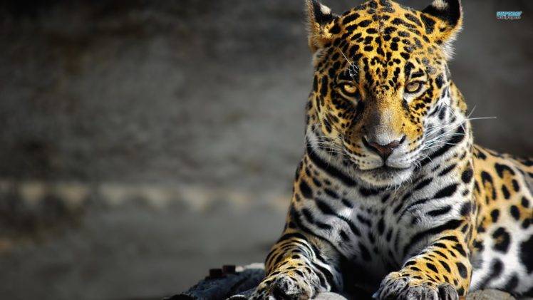 leopard, Jaguars HD Wallpaper Desktop Background