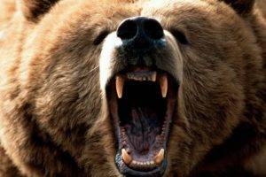 Grizzly Bears, Roar